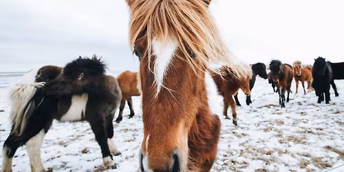 \ud83d\udc34 Happy Hoofbeats Festive Ponies! \ud83d\udc34 