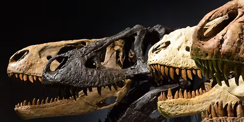 Cretaceous Countdown: Trivia Night with Betka-Pope (21+)