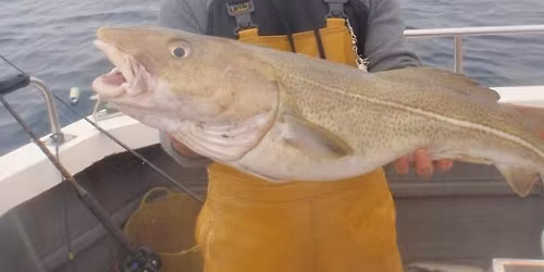 Shy-Torque Uptiding Competition 