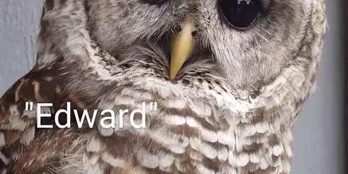 Mountain Hollow Owl Meet and Greet