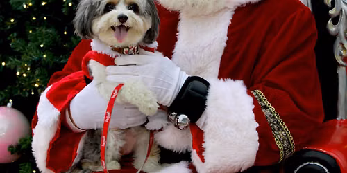 Santa Paws