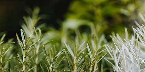 Herbal Smells: Perfume-Making Workshop (in person)