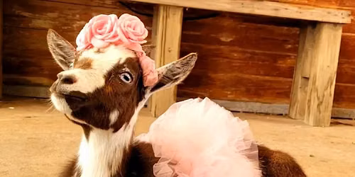 Goat Yoga and Mimosas!