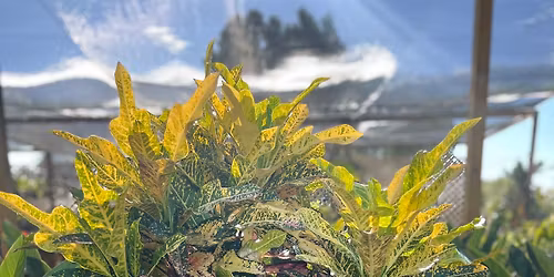 Plant Sale