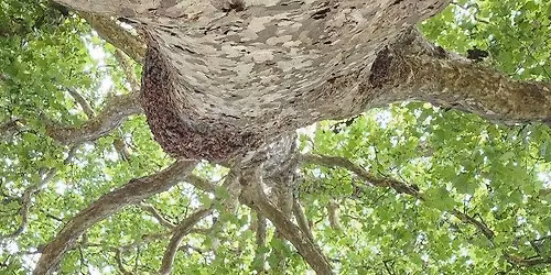 Tree Planting for a Food Forest