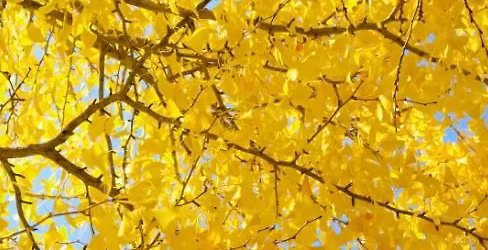 Dormancy Workshop: How to Care for Sleeping Plants 