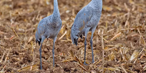 Nature Play Day After Hours: Sandhill Cranes