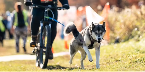 Intro to Bikejoring with your dog + group ride