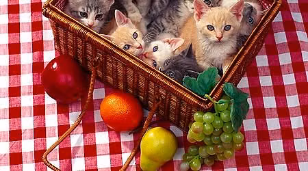 Kitty Picnic