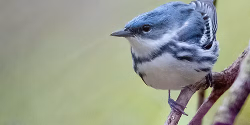 Spring Migration Bird Hike