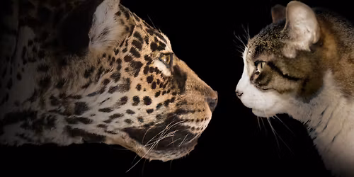 Museum Educator Storytime | Fierce! The Story of Cats