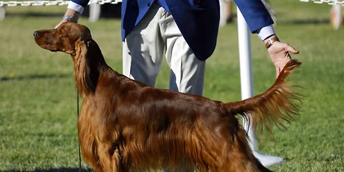 IABCA's 2026 Florida Panhandle Sieger Int'l All-Breed & Rare Breed DOG SHOW
