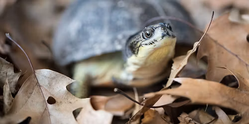 City Nature Challenge BioBlitz