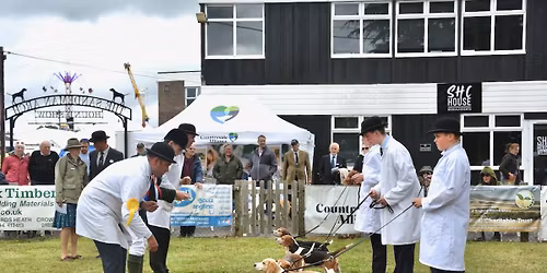 Beagle Day at the South of England Hound Show