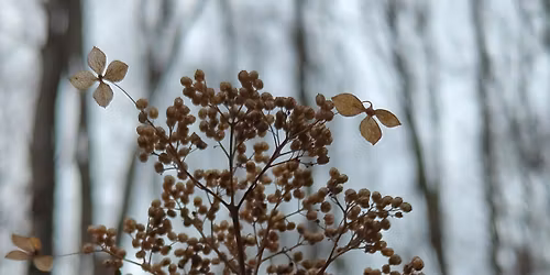  Balsam @ Pinnacle: Winter Solstice Hike