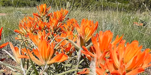 Wildflower Walk