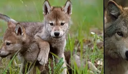 The Hidden Life of Wolves 
