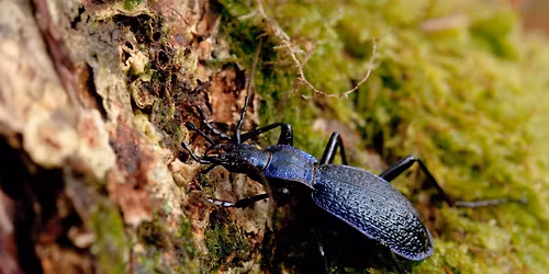 Basingstoke Wildlife Watch \u2013 Bug Hunting at Clappers Farm
