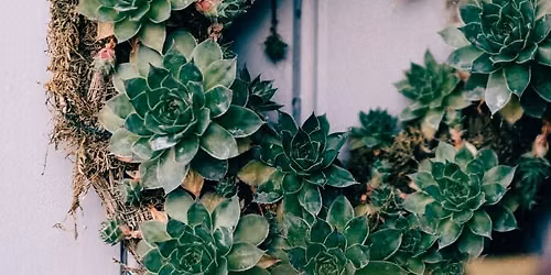 Succulent Wreaths
