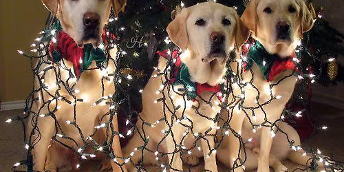 Pet Food Distribution