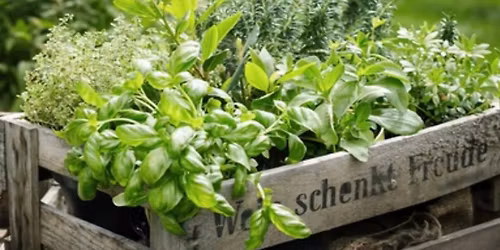Herbs For Culinary And Medicinal Use Class