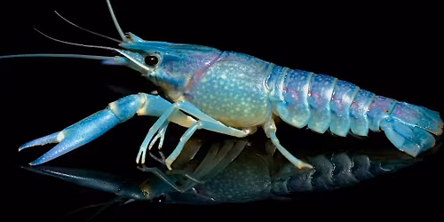 Creature Feature "Florida Crayfish"