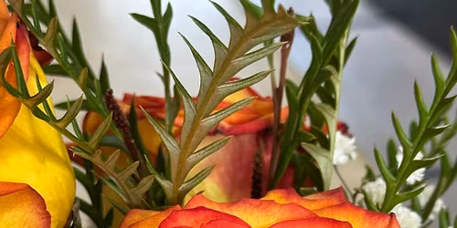 Smiles for Seniors Thanksgiving 2025