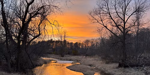 OWLS: Bur Oak