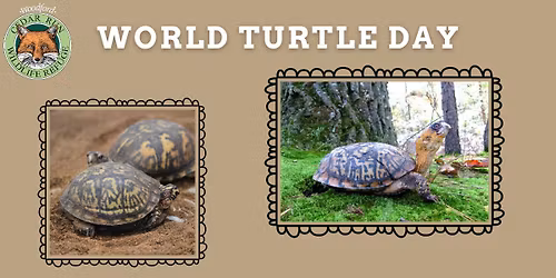 World Turtle Day
