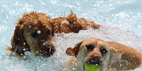 Savings Chance's 9th Annual Pup Day @ Ocean Breeze Waterpark