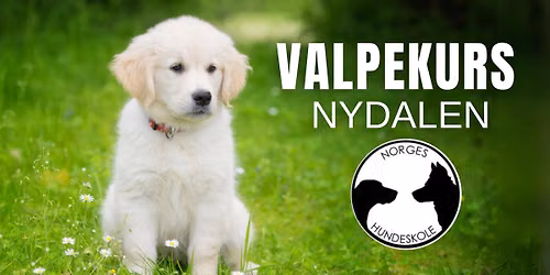 Valpekurs i Nydalen (Oslo)