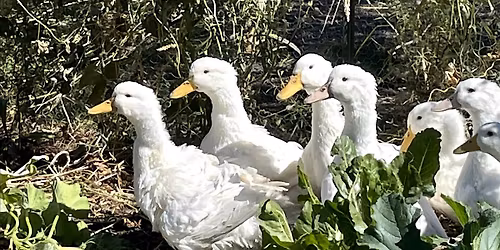 Volunteer Farm Chores