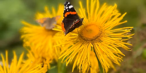 Chatsworth Plant & Garden Fair