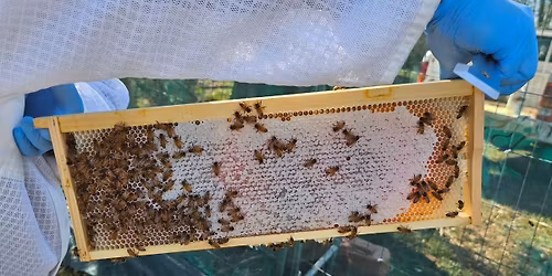 Introduction to Beekeeping 