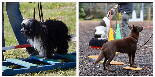 Minddog Training - Live Trainer Seminar mit Nadia Winter