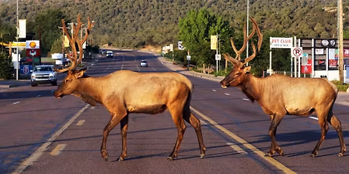 Tee it up for the Longhorns 
