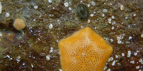 Final Push to Protect the Live\u2011Bearing Sea Star