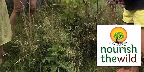 Wild Food Stories Guided Walk  with Nourish the Wild