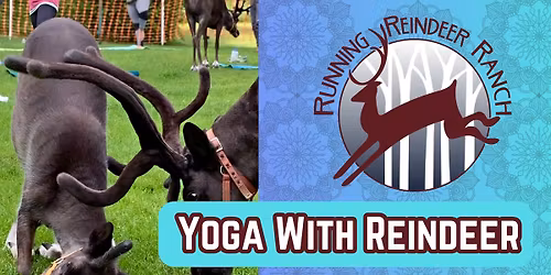 Fly and Flow - Yoga with Reindeer