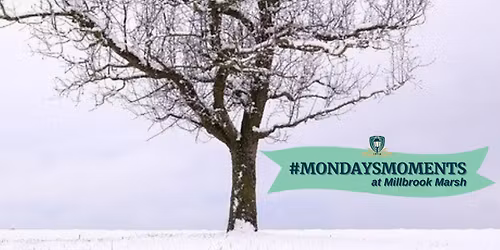 #MondaysMoments at Millbrook Marsh