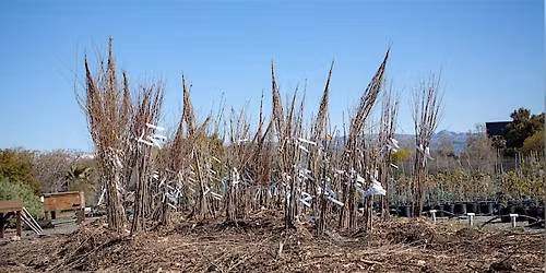 Bare Roots at the Nursery (Moderate to High Intensity)  [PM]