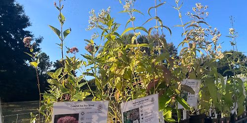 Spring Native Plant Sale