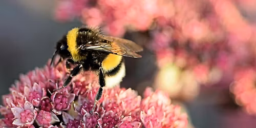 Native Bee Garden Tour Kickoff + Secrets of the Bees Screening