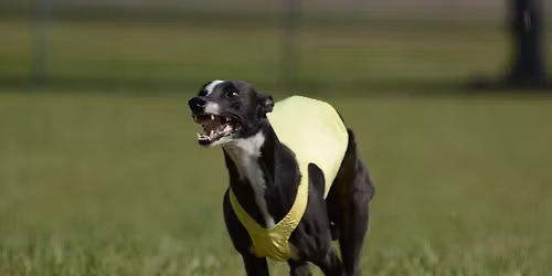 Kalamazoo Coursing Ability Test - AKC All Breeds