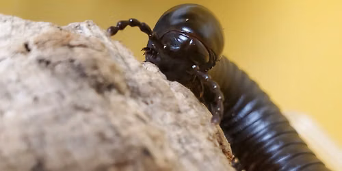 BUGtacular!