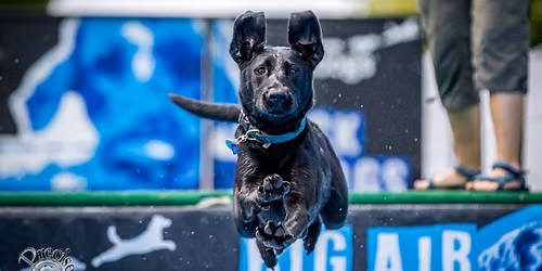 DockDogs\u00ae at the Louisa County Fair