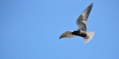 Presentation: Black Tern Conservation at St. Clair Flats