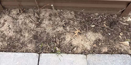 Backyard Sustainability