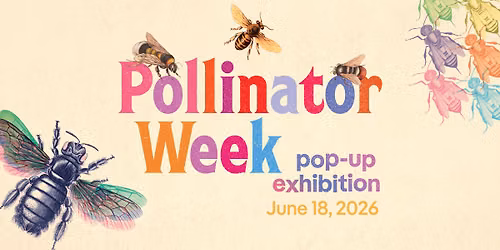 Pollinator Week pop-up exhibition