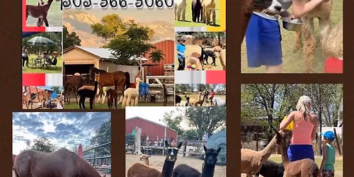 Alpaca Shearing Day!